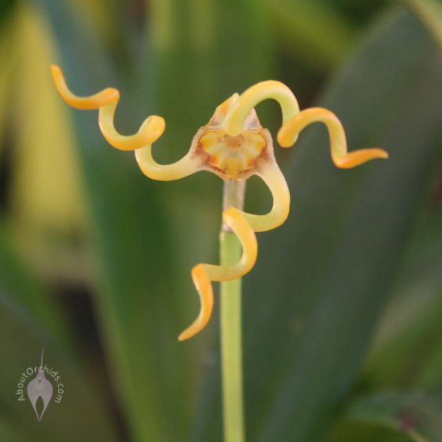 Unusual orchids